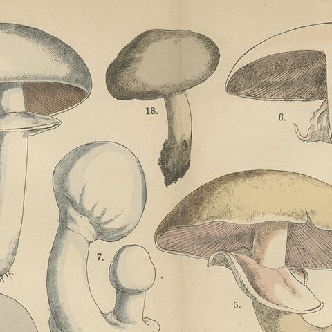 Agaricus Mushrooms, Antique Botanical Lithograph, German Mycology 1885, close-up 6