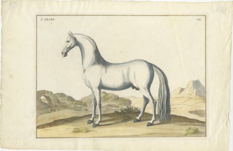 Baron Eisenberg Arabian Horse, “L’Arabe” Equestrian Engraving, 1727, view 2