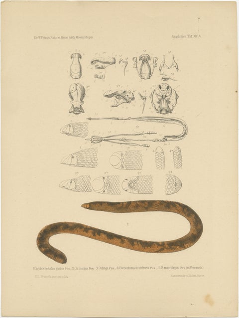 Set of 2 Antique Prints of the Anatomy of a Worm Lizard and Other Amphibians, view 3