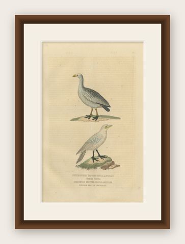 Old Hand-Colored Bird Print of the Cape Barren Goose and the Snowy Sheathbill, shown framed