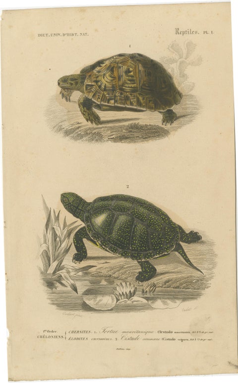 Turtle Print of Moorish Tortoise and European Pond Turtle, c.1850, Orbigny, view 2