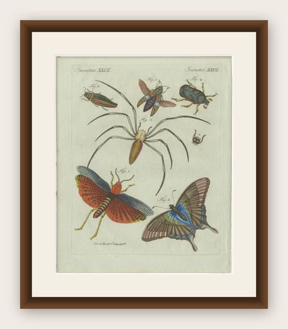 Original Antique Print of Exotic Insects, Spider and Butterfly by Bertuch, 1800, shown framed