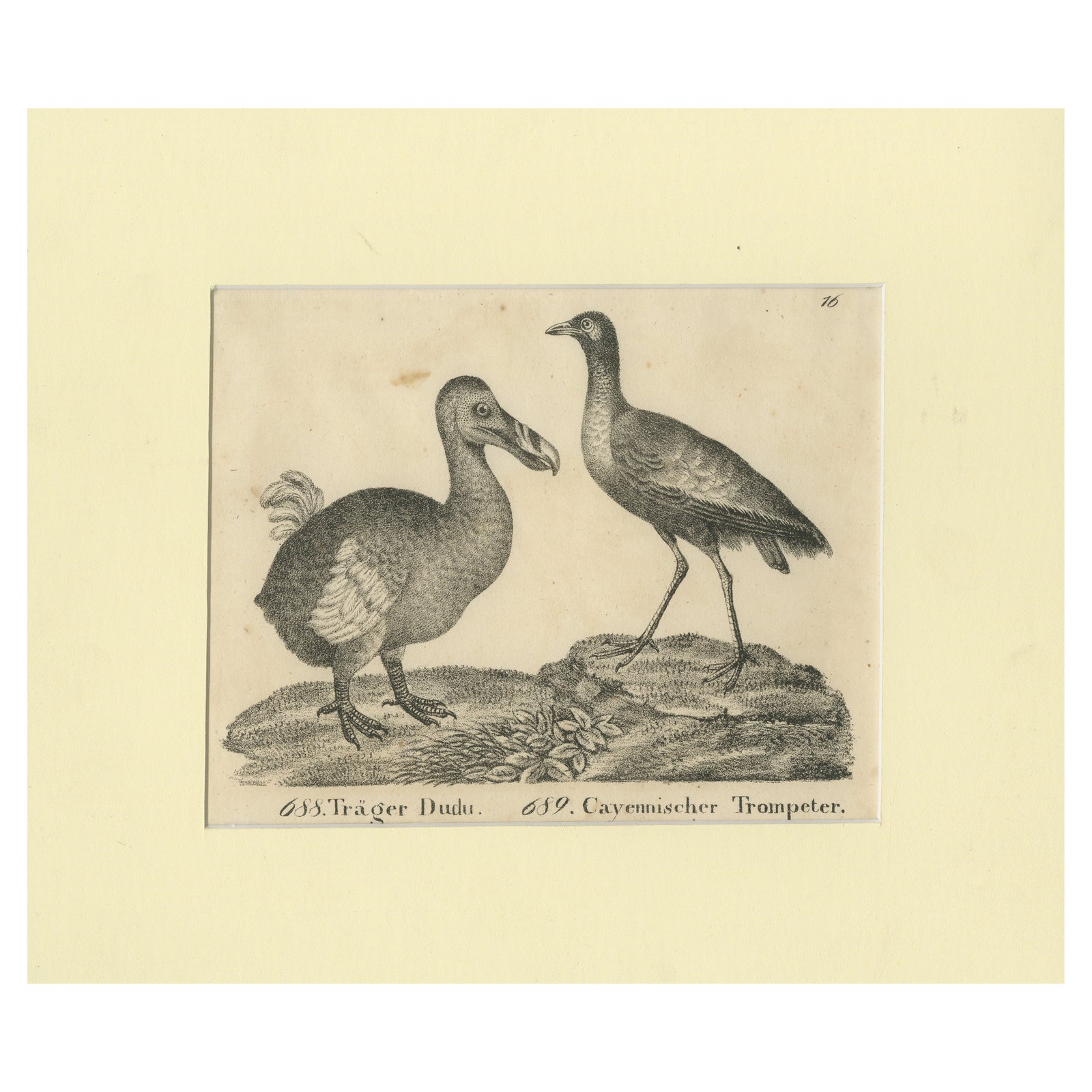 Antique Print of The Extinct Dodo and the Trumpeter Bird, 18th Century