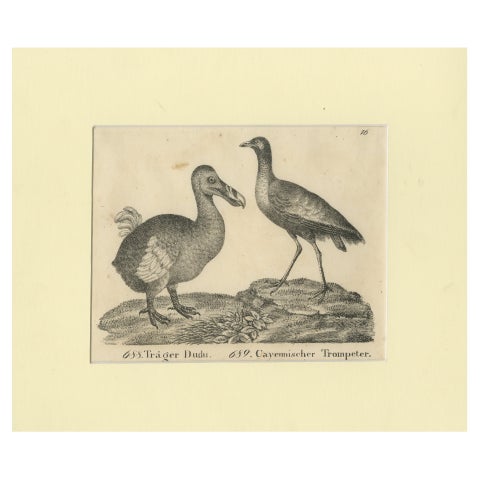 Antique Print of The Extinct Dodo and the Trumpeter Bird, 18th Century