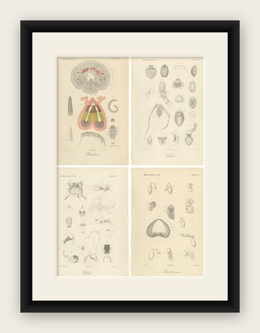 Antique Scientific Plates of Leeches, Worms, Spiders & Microscopic Anatomy, 1887, shown framed