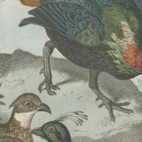 Rare Bird Print of the Himalayan Monal, Impeyan monal or Impeyan Pheasant, 1865, close-up 2