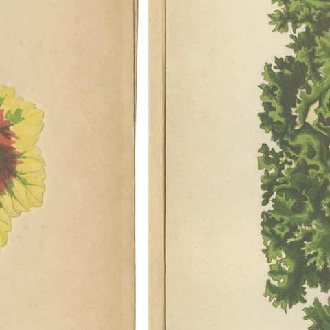 Contrasts in Nature: Pelargonium and Brassica - Botanical Art from 1880, close-up 2