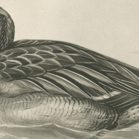 Duck Preening, Antique Bird Print after Lilian Medland, circa 1909, close-up 2