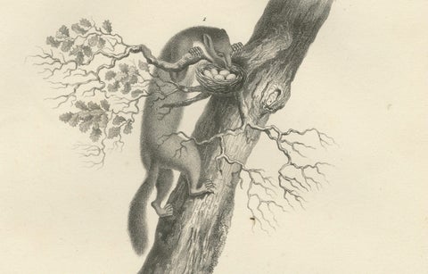 19th-Century Lithograph of Pine Marten, Beech Marten, and Ermine in Nature, close-up 4