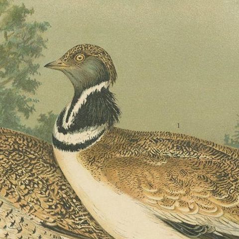 Antique Bird Print of the Little Bustard by Naumann, circa 1895, close-up 2