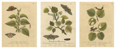 Antique Butterfly and Caterpillar Engravings on Host Plants, Albin 1720
