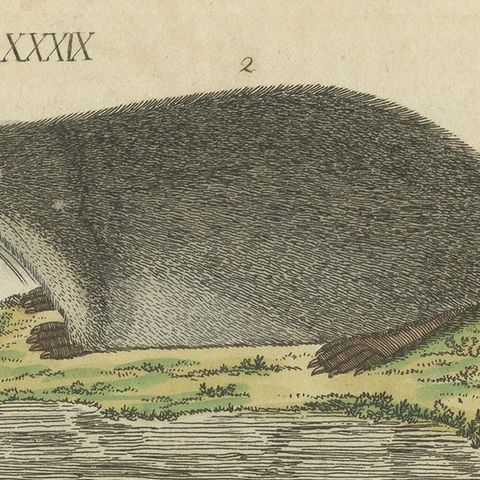 Antique Print of Various Mice, 'c.1800', close-up 1