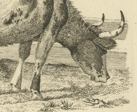 Etching of Grazing Cow by Fence: Farm Scene, Produced by A.Oberman in 1809, close-up 3