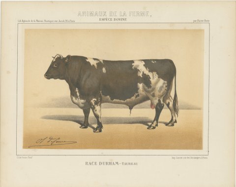 Durham Shorthorn Bull, British Cattle Chromolithograph by Olivier de Penne, 1863, view 2