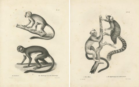 Saimiri, Night Monkey, Mico & Silky Monkey, Lithographs by C.C. Last, 1836, view 4