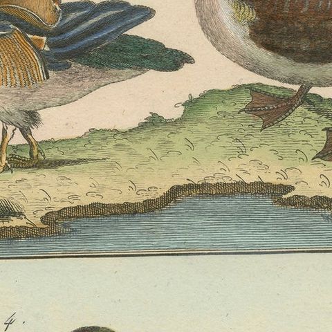 Original, Richly Hand-Colored, Rare Copper Engraving of 4 Ducks (1792)., close-up 1