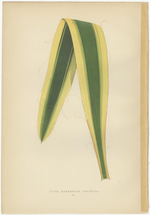 Set of 6 Botany Prints, Caladium Verschaffelt, Cordyline Indivisa, 1891, view 4