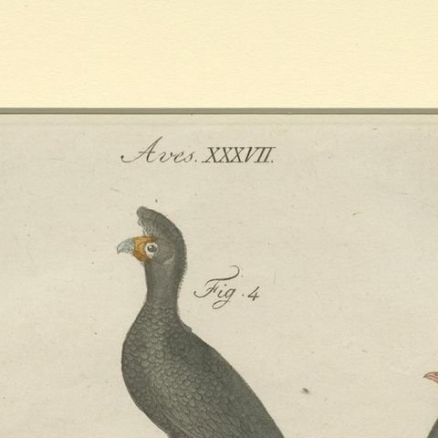 Antique Print of a Wild Turkey, Pheasant, Helmeted Guineafowl and Curassow Bird, close-up 1
