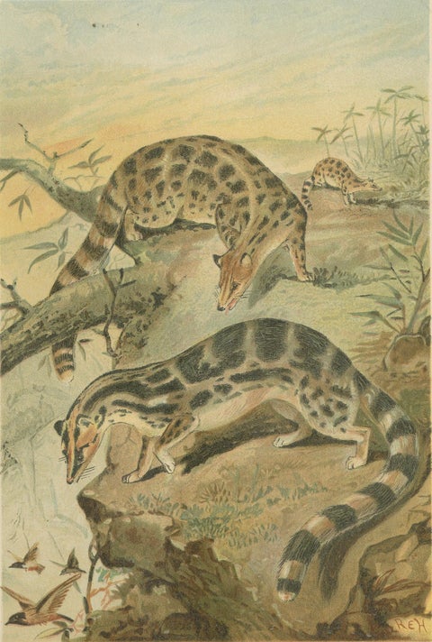 Linsangs, Rare Antique Asian Mammal Print, Victorian Zoology, 1894, close-up 2