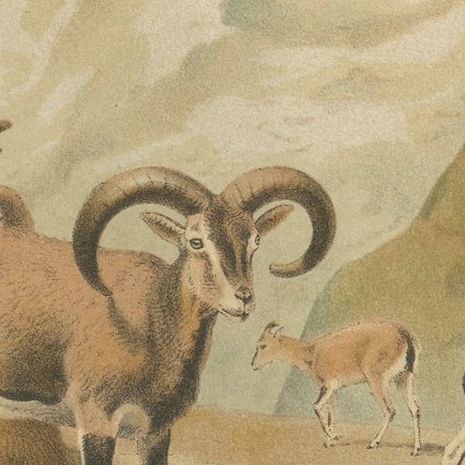 Bharal (Blue Sheep), Antique Himalayan Wildlife Chromolithograph, 1894, close-up 2