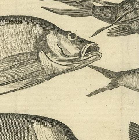 Engraving of a Sea Hogg, Amboina Fish, Stone Bream, Indian Herring Etc, Ca. 1744, close-up 2
