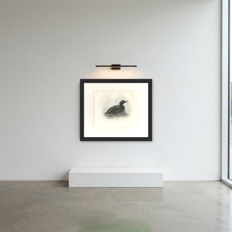 Common Scoter Drake on Open Water, Plate CLXXXIX after Lilian Medland, c. 1909, shown framed in a room