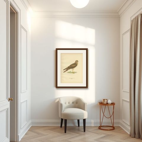 Antique Bird Print of the Pallid Harrier by Von Wright '1929', shown framed in a room