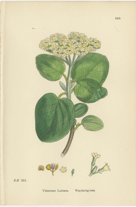 Set of 10 Antique Botanical Prints, English Botany 1902, British Wild Flowers, view 7