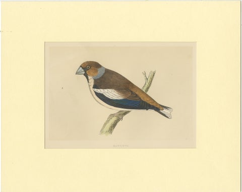 Antique Bird Print of Hawfinch, view 2