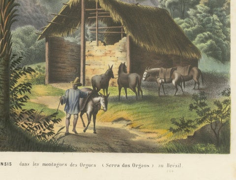 Arecoideae Palm Trees in Serra dos Órgãos, Brazil, circa 1861, close-up 3