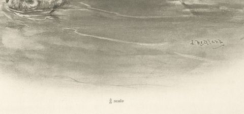 Wild Geese on the Water, Antique Bird Print after Lilian Medland, circa 1909, close-up 1