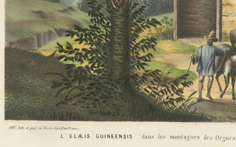 Arecoideae Palm Trees in Serra dos Órgãos, Brazil, circa 1861, close-up 2