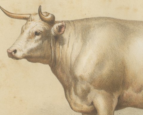 Charolais Ox, French Cattle Breed, Antique Chromolithograph by Borie, 1863, close-up 1