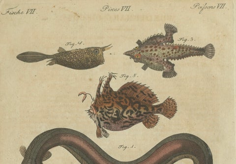 Original Antique Print of Electric Eel, Electric Ray and Exotic Fish, 1790, close-up 5