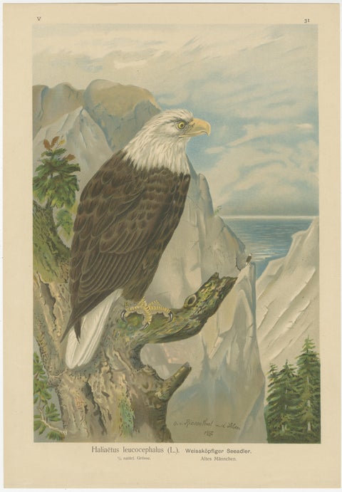 Birds of Prey, Complete Set of 10 Chromolithographs, Eagles & Falcons c1890, view 7
