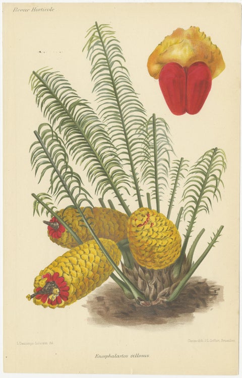 Exquisite Botanicals from Revue Horticole: A 19th-Century Garden Showcase, view 4