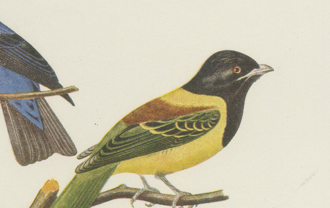 Tanagers and Cotingas, Brazilian Bird Print, Descourtilz, 1944, view 4