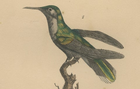 Antique Hand-Coloured Hummingbird Engraving with Gold Highlights, c.1835, close-up 3