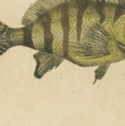 Antique Print of the Tonguefish and Other Fish Species, 1844, close-up 2