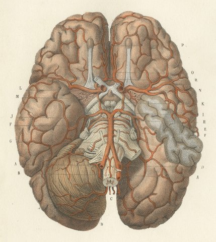 Arteries of the Brain, Antique Hirschfeld Anatomy Print, 1866, view 3