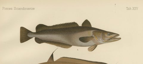 Hake, Blue Ling, Tadpole Fish, and Torsk - Fascinating Fish Lithograph, 1895, close-up 4