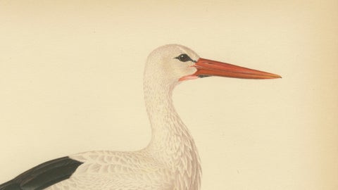 Antique Scandinavian Bird Lithograph, White Stork, Svenska Fåglar 1929, close-up 2