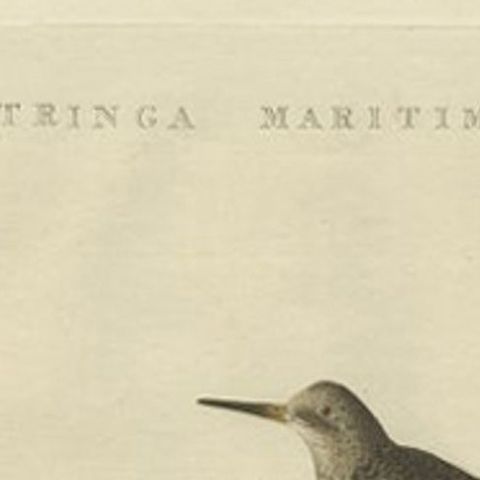 Antique Bird Print of The Purple Sandpiper by Sepp & Nozeman, 1829, close-up 1