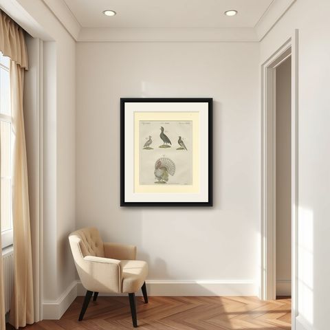 Antique Print of a Wild Turkey, Pheasant, Helmeted Guineafowl and Curassow Bird, shown framed in a room