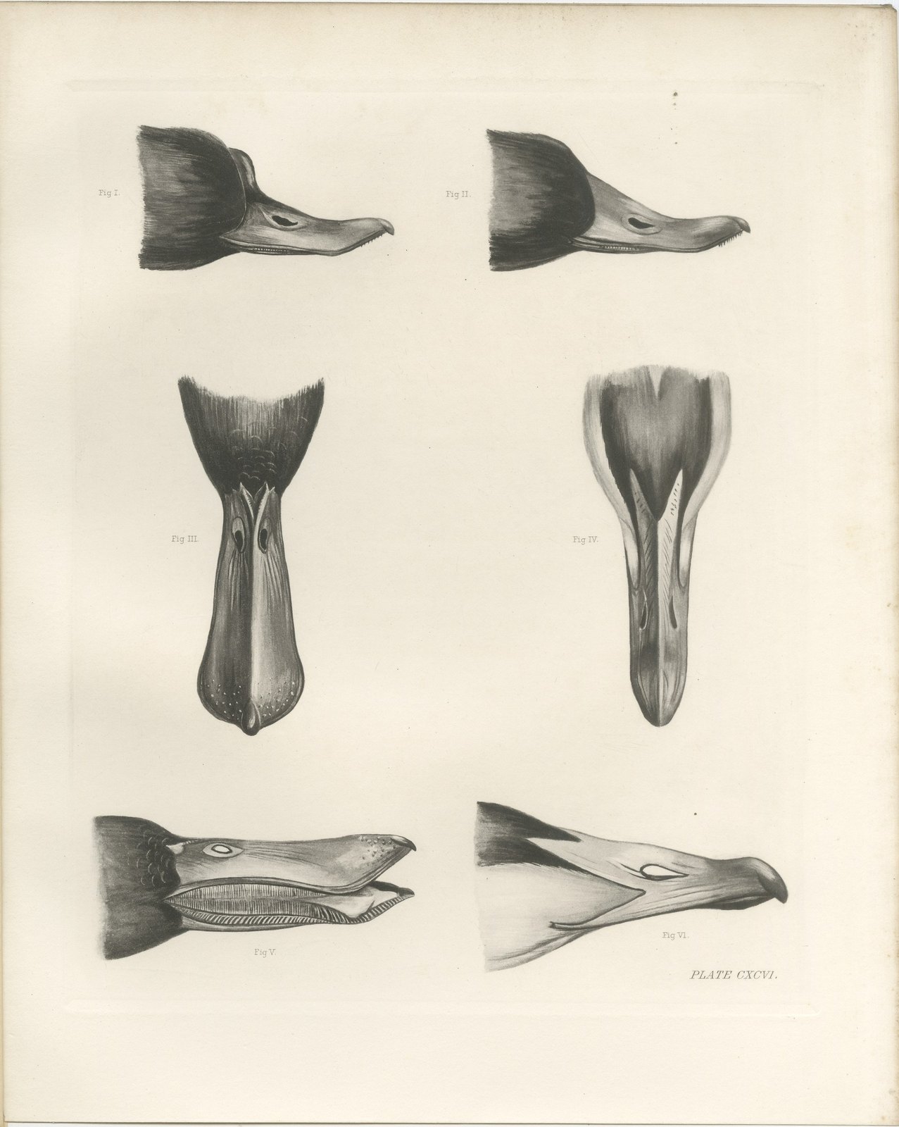 Bills and Feet of the Wildfowl, circa 1909
