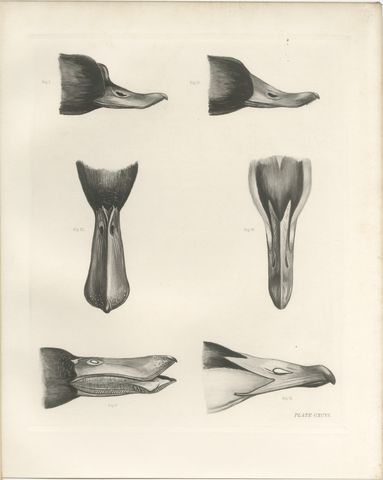 Bills and Feet of the Wildfowl, circa 1909