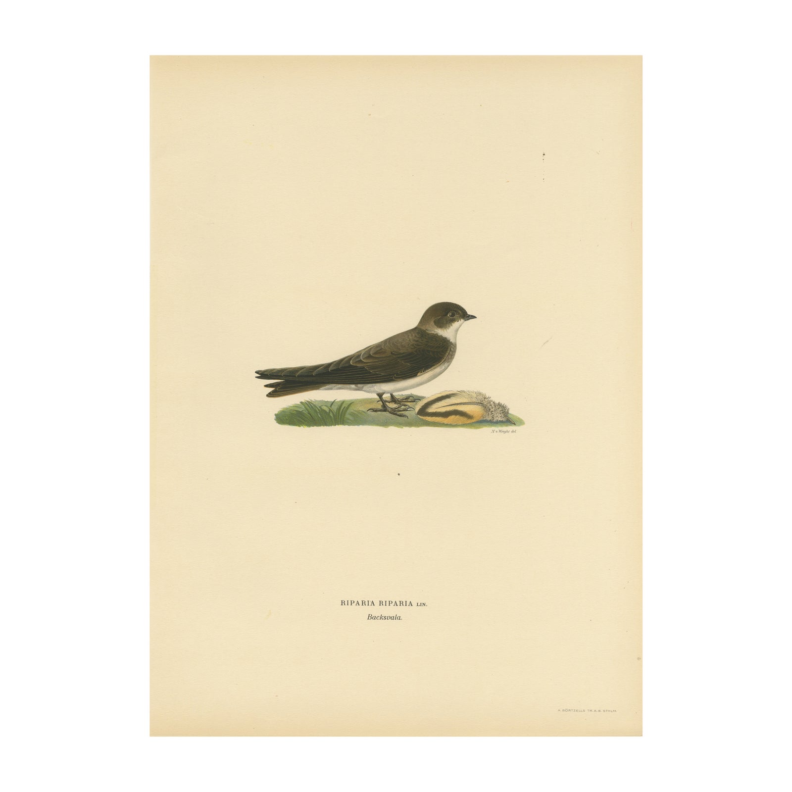 Riparia Riparia - Hand-colored Sand Martin Lithograph by M. von Wright, 1927
