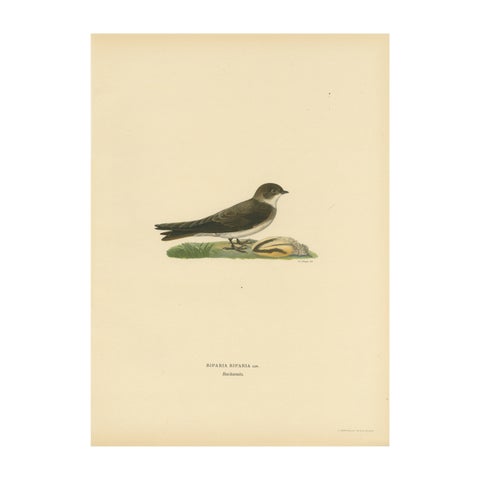 Riparia Riparia - Hand-colored Sand Martin Lithograph by M. von Wright, 1927
