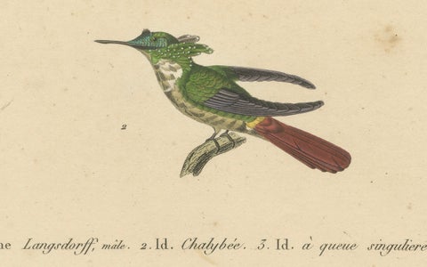 Hummingbird Engravings by Huet and Prêtre: Langsdorff, Chalybeate, Unique-tailed, close-up 1