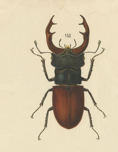 Large Antique Educational Poster of European Beetles and Larvae, c.1880, close-up 6